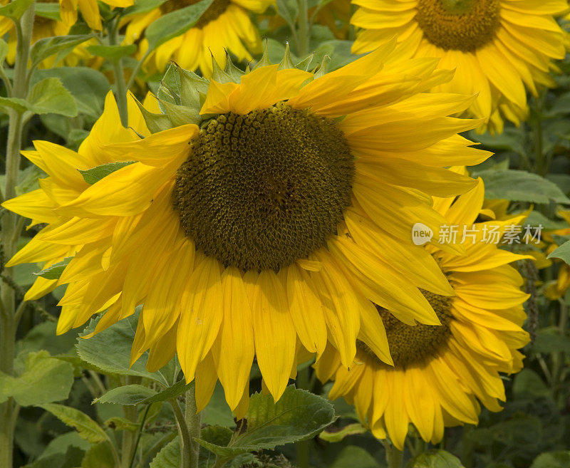 向日葵田(Helianthus annuus)